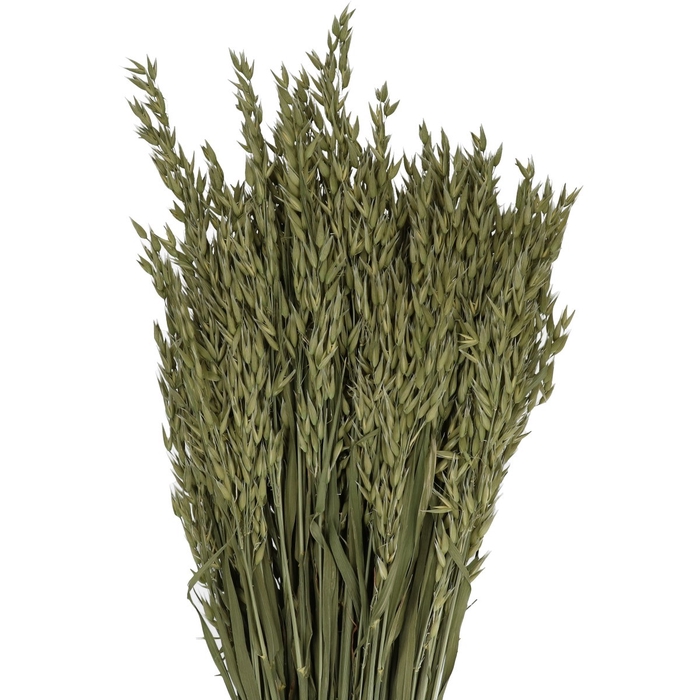<h4>Droogbloem Haver 50cm</h4>