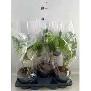 Monstera delic. 'Variegata'