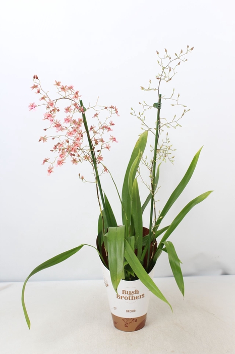 <h4>Oncidium</h4>