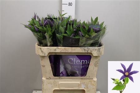 <h4>Clematis integrif. 'Amazing Oslo'</h4>