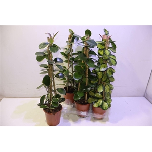 arr8 Hoya Gem Piramide