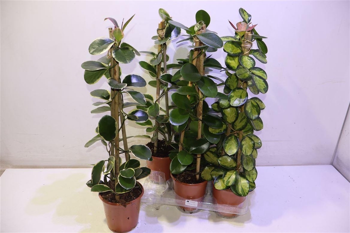 <h4>arr8 Hoya Gem Piramide</h4>