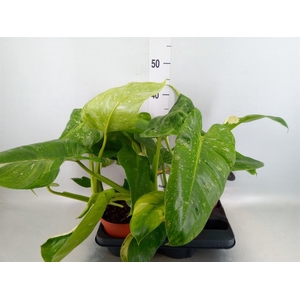 Philodendron ...
