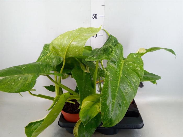 <h4>Philodendron   ...</h4>