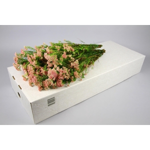 Ozothamnus Cooks Lightpink