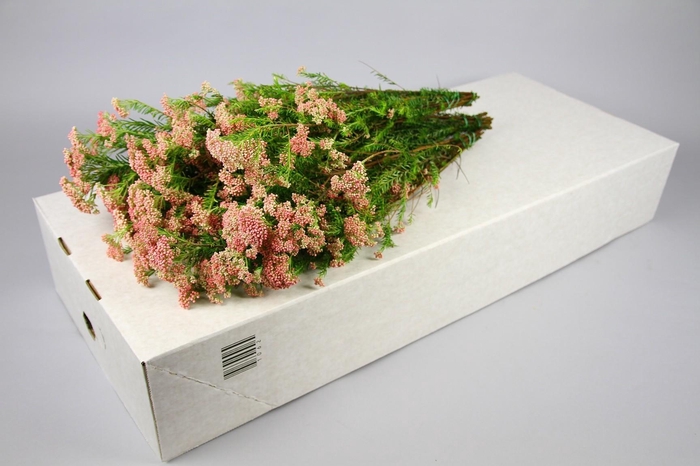 Ozothamnus Cooks Lightpink