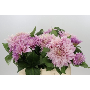 Dahlia Cafe Au Lait