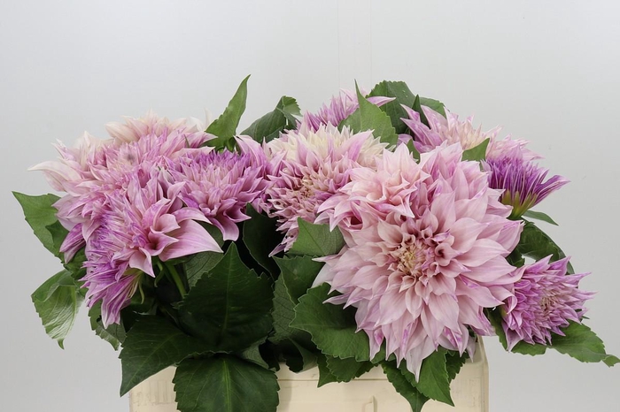 <h4>Dahlia Café au Lait</h4>