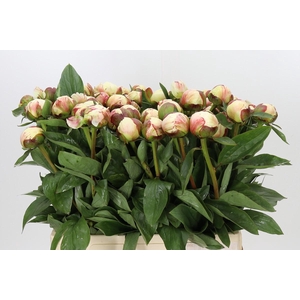 Paeonia (Lactiflora Grp) 'Elsa Sass'