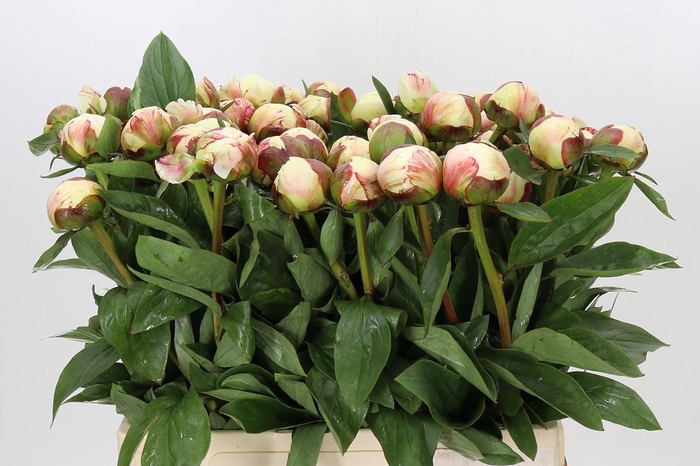 Paeonia (Lactiflora Grp) 'Elsa Sass'