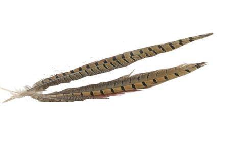Feather Pheasant 2 Pcs L30
