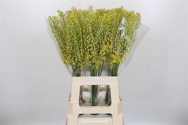 <h4>EREMURUS STENOPHYLLU</h4>