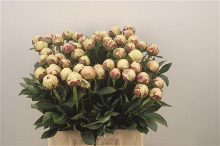 <h4>Paeo L Odile Extra</h4>