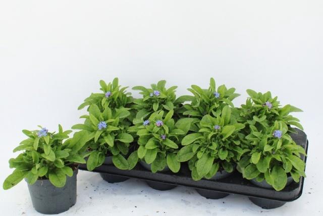 <h4>MYOS SY MON AMIE</h4>