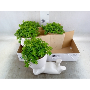 Arr.   Kamerplant Groen L%