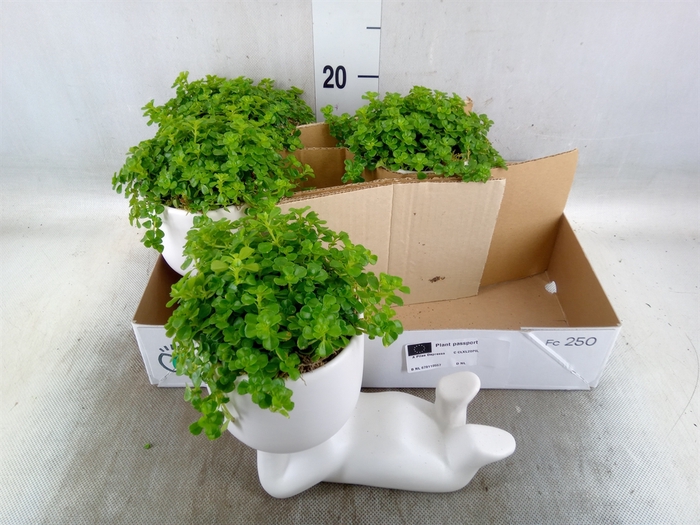 <h4>Arr.   Kamerplant Groen L%</h4>