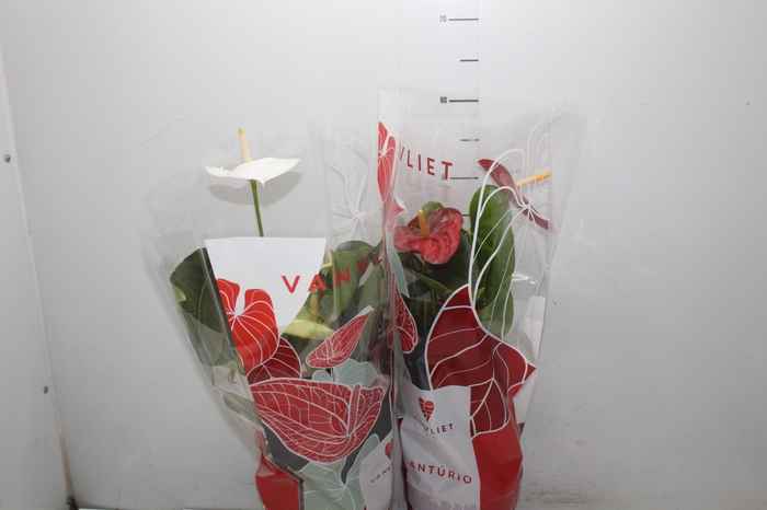 <h4>ANTHURIUM VARIADO P17</h4>