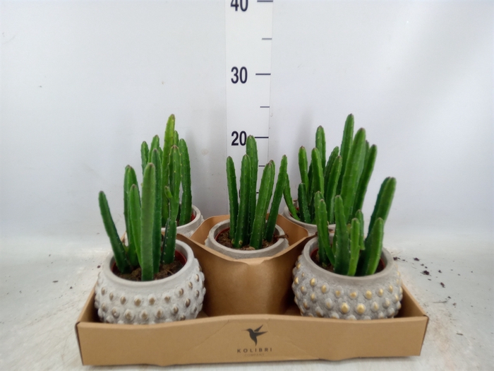 <h4>Stapelia leendertziae</h4>