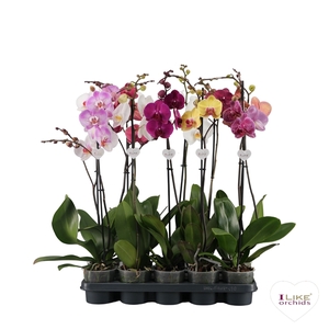 Phalaenopsis mix - 1 tak 80cm 9+/vertakt