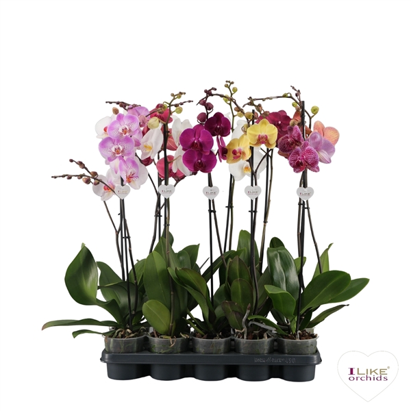 <h4>Phalaenopsis mix - 1 tak 80cm 9+/vertakt</h4>