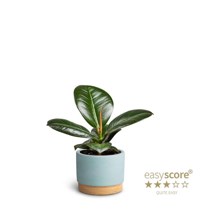<h4>FICUS ELASTICA</h4>