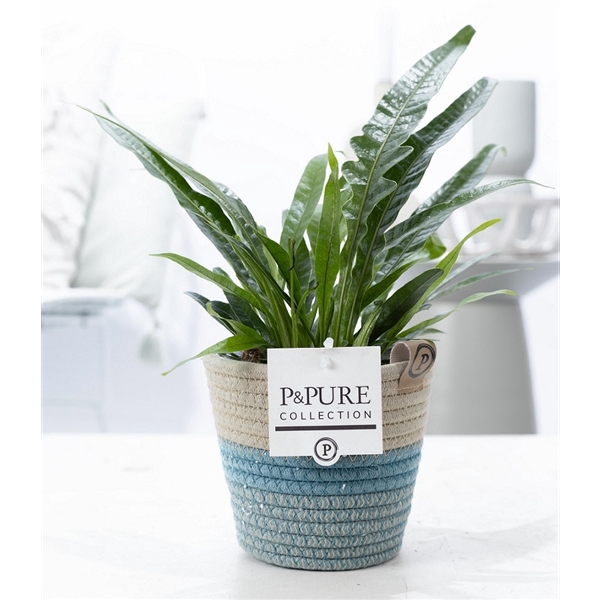 <h4>Aglaomorpha Jim in P&PURE fashionpot Valerie.</h4>