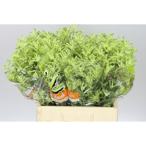 Anigozanthos Green