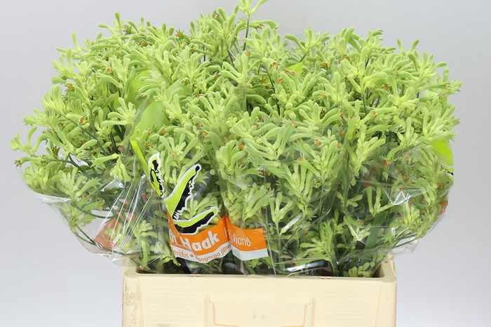 <h4>Anigozanthos Green</h4>