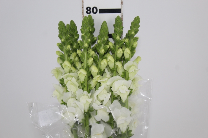 <h4>BOCA DE LEAO MONACO WHITE 080 CM</h4>