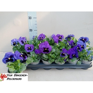 VIO WI DEL TRUE BLUE