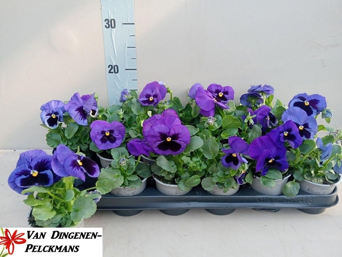 <h4>VIO WI DEL TRUE BLUE</h4>