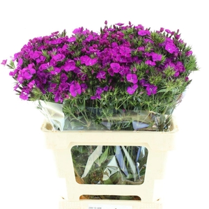 DI BARB AM NEON PURP