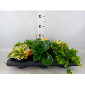 Peperomia   ...mix