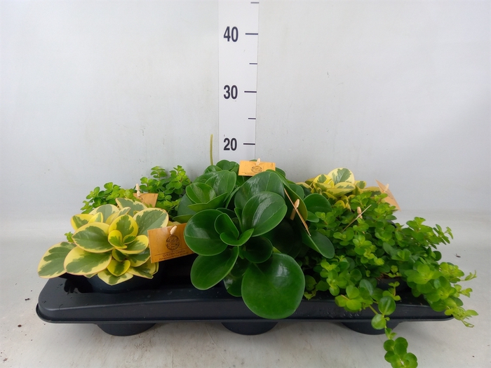 <h4>Peperomia   ...mix</h4>