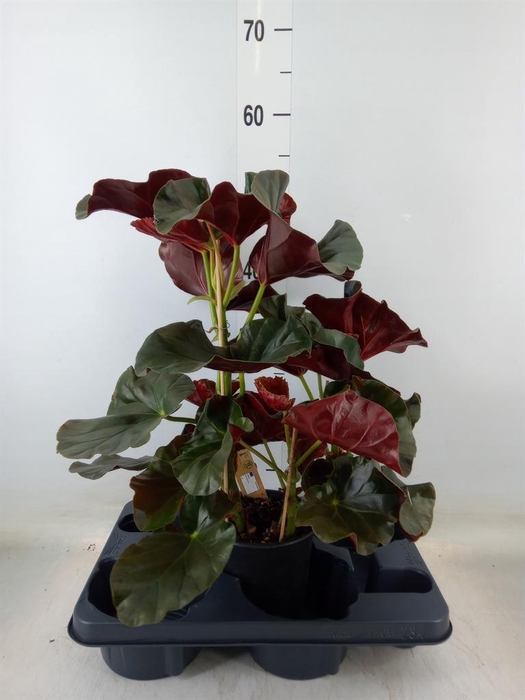 <h4>Begonia BD   ...</h4>