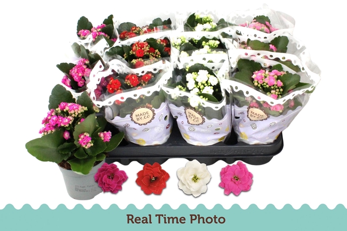 <h4>KAL GE GEM 4 KL</h4>