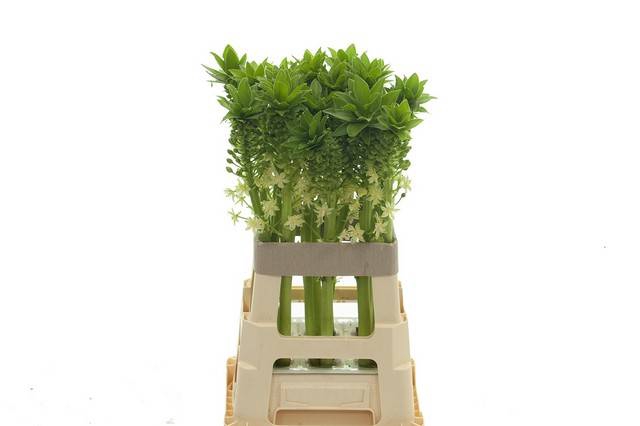 <h4>EUCOMIS P-E GOLIATH</h4>