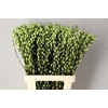 Salix Snowflake 70cm Mint Grn