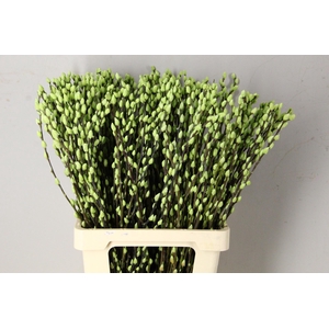 Salix Snowflake 70cm Mint Grn