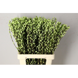 Salix Snowflake 70cm Mint Grn