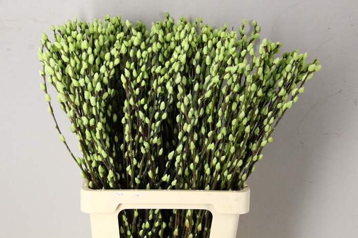 <h4>Salix Snowflake 70cm Mint Grn</h4>
