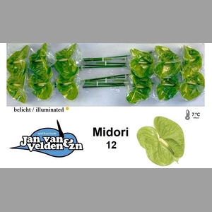 ANTH A MIDORI