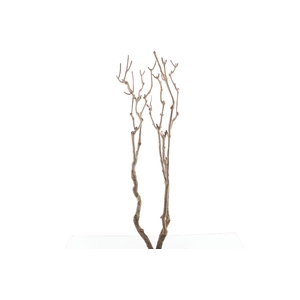 Syringa Branch Extra Godard