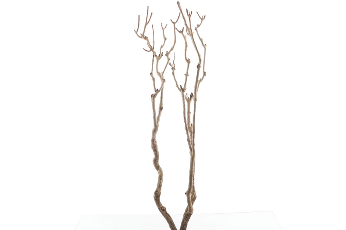 <h4>Syringa Branch Extra Godard</h4>