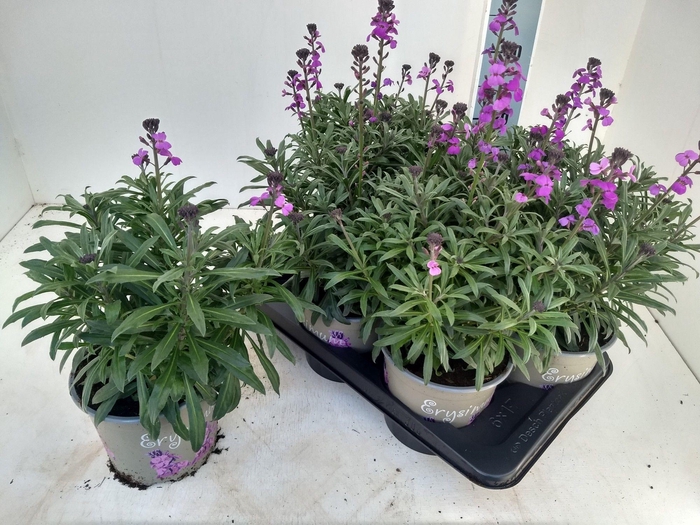 <h4>ERYS LINIFOLIUM</h4>