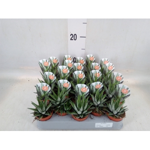 Haworthia fasciata 'Big Band'