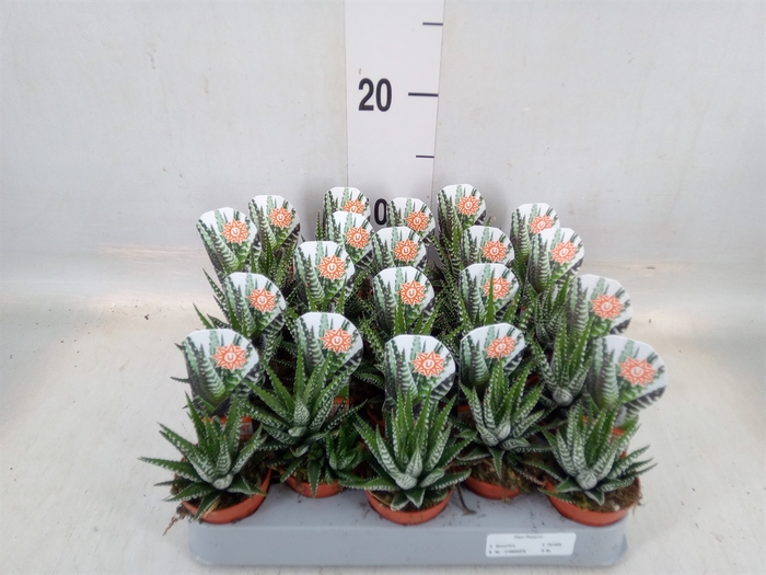 <h4>Haworthia fasciata 'Big Band'</h4>