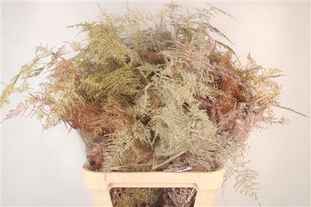 <h4>Asp Lang Getopt Mix</h4>