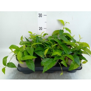 Ficus sagittata