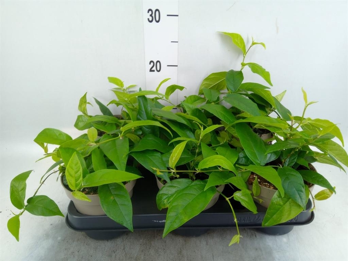 <h4>Ficus sagittata</h4>
